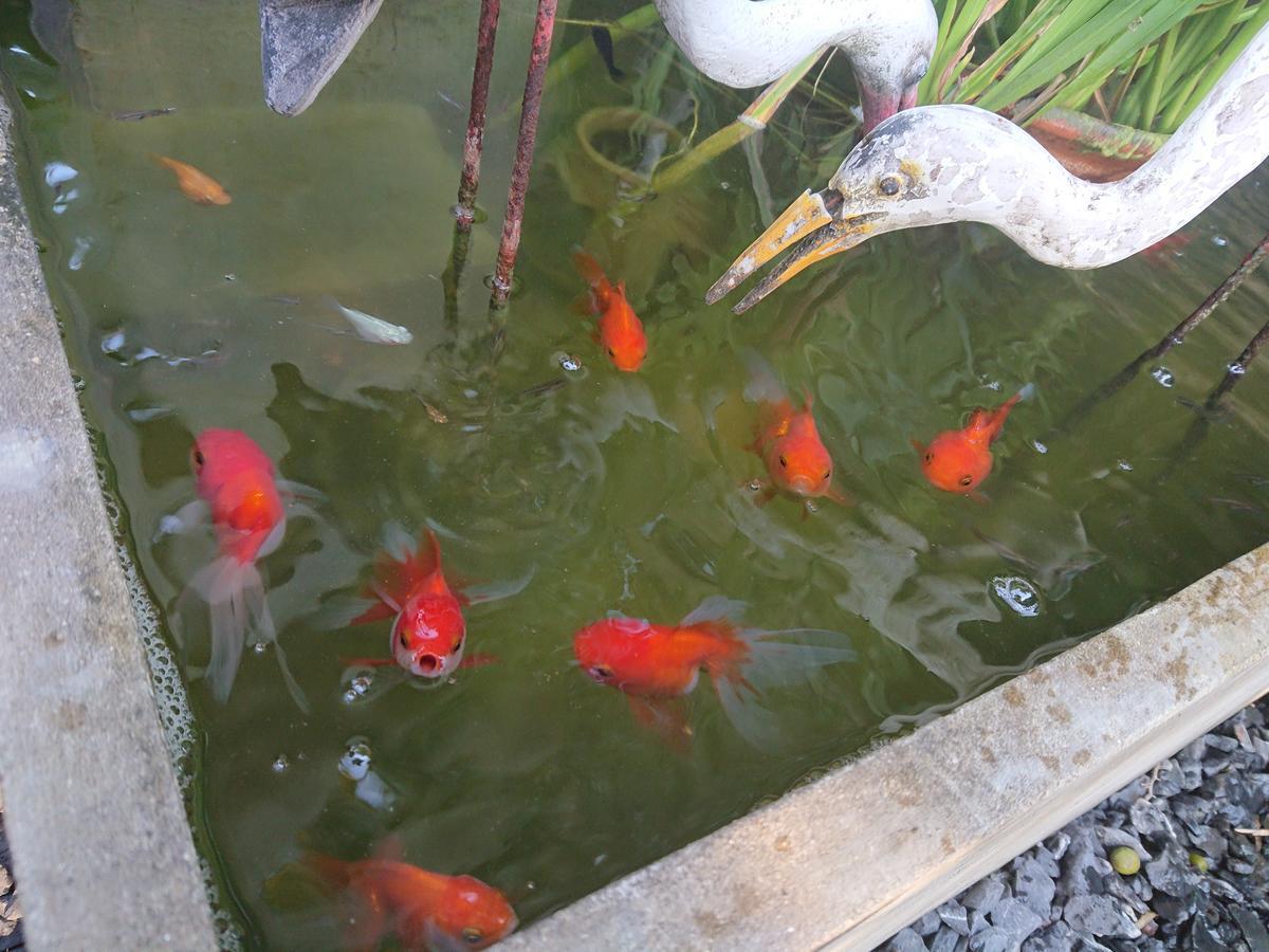 Lopburi Palm Resort Lop Buri Exterior foto